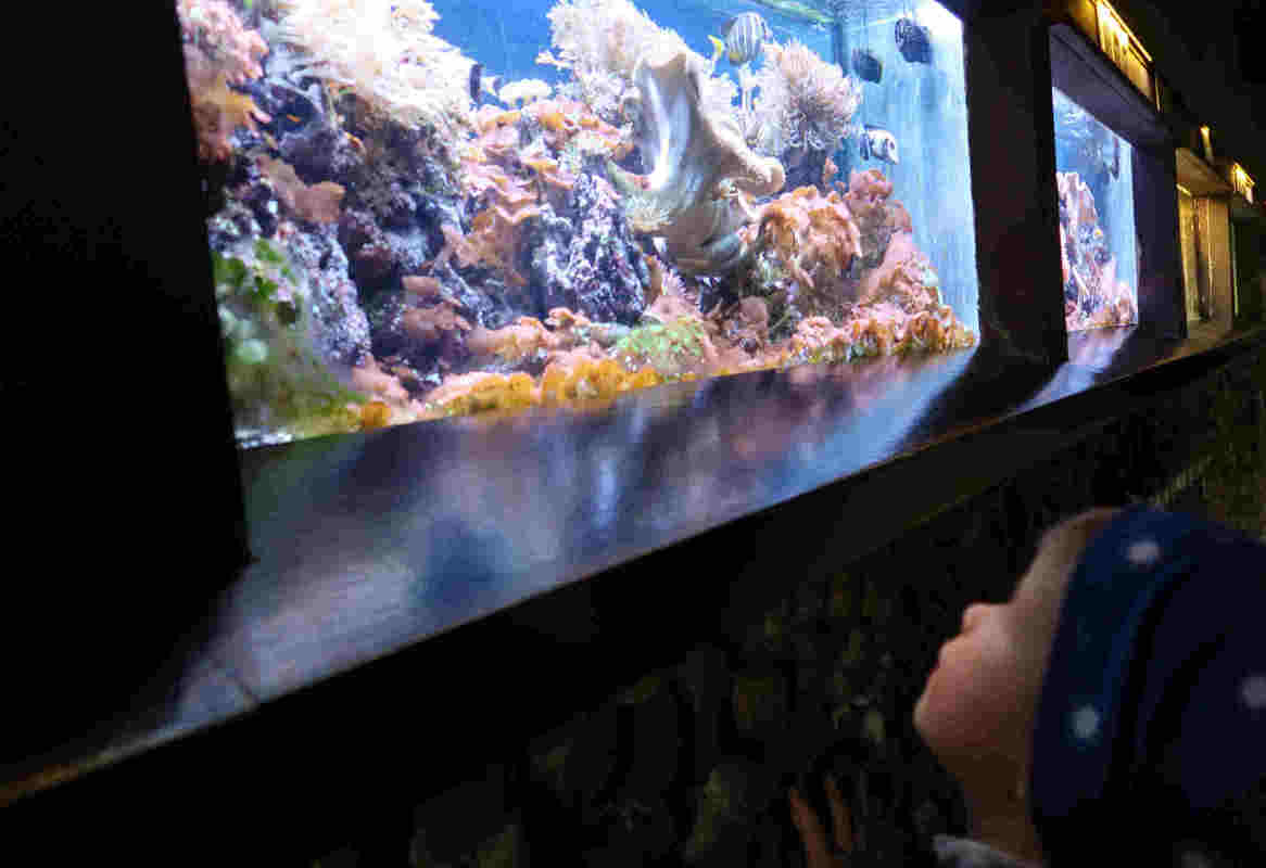 Kind kijkt naar aquarium